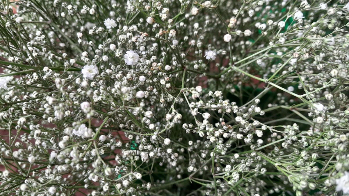 Gypsophila.jpg