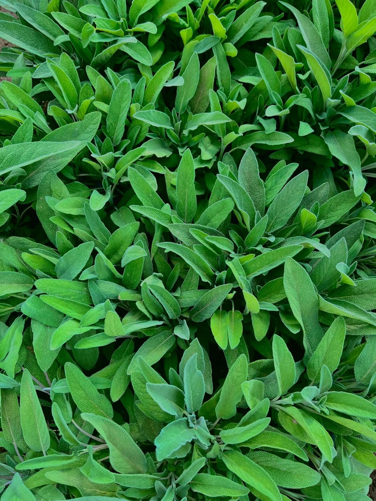 PRODUCT-SAGE.jpg