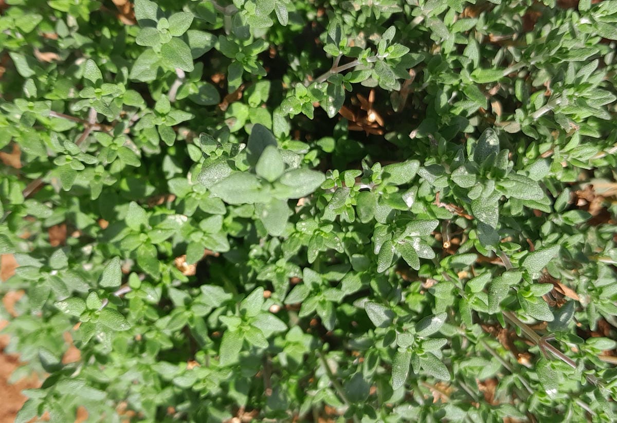 Thyme.jpg
